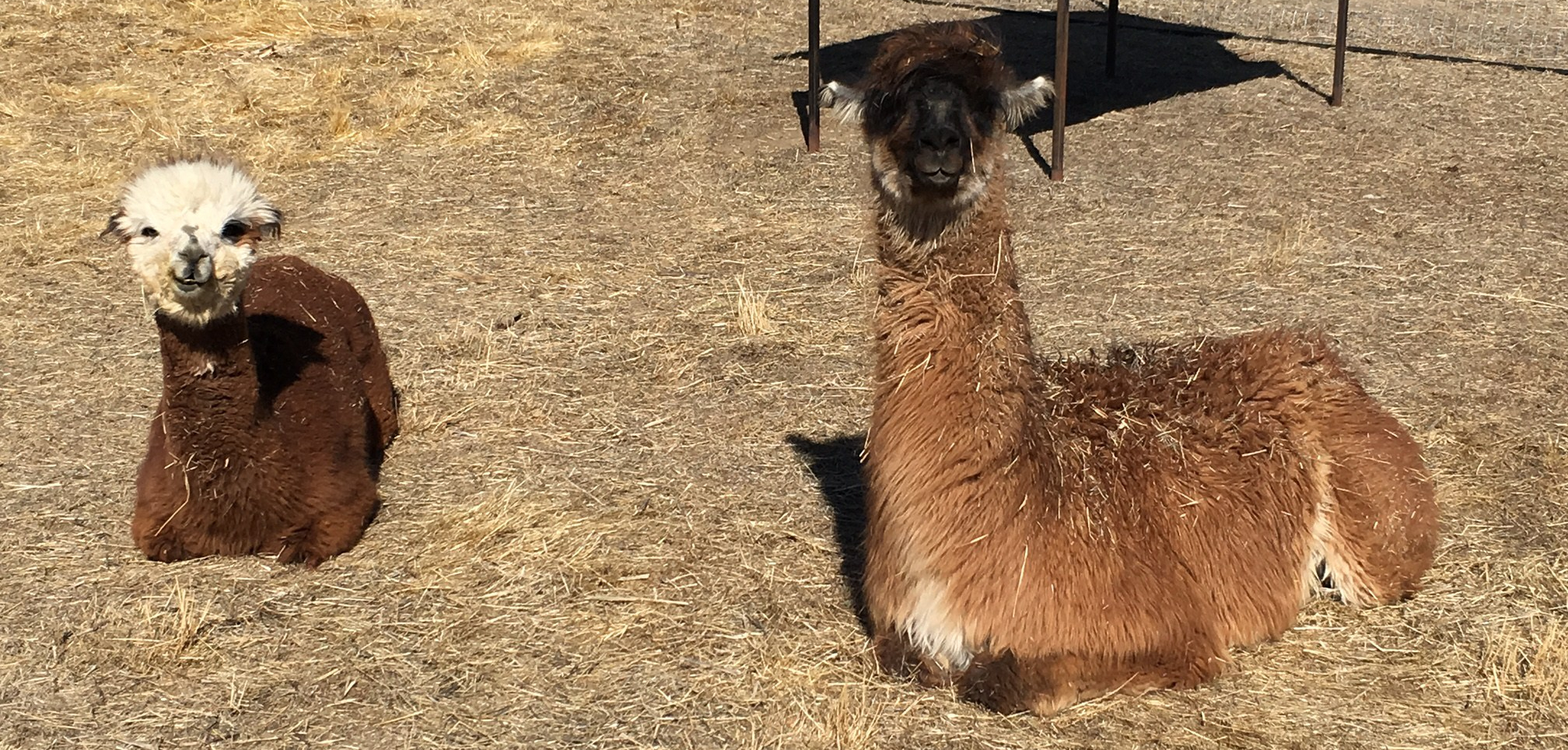 Is it an Alpaca or a Llama?